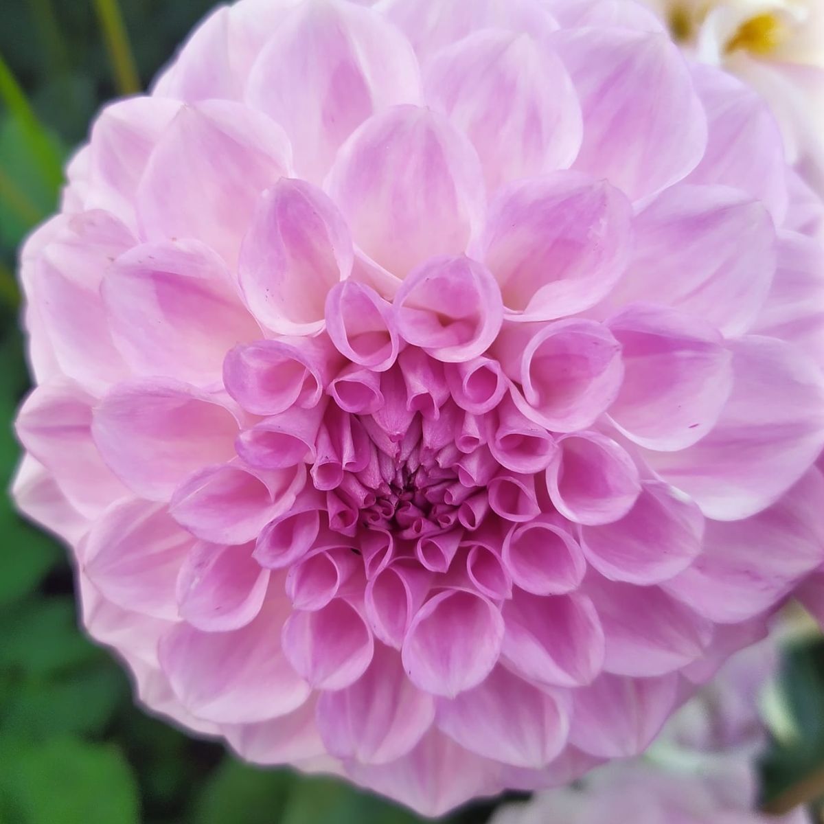 Dahlia- Splash (Tuber)